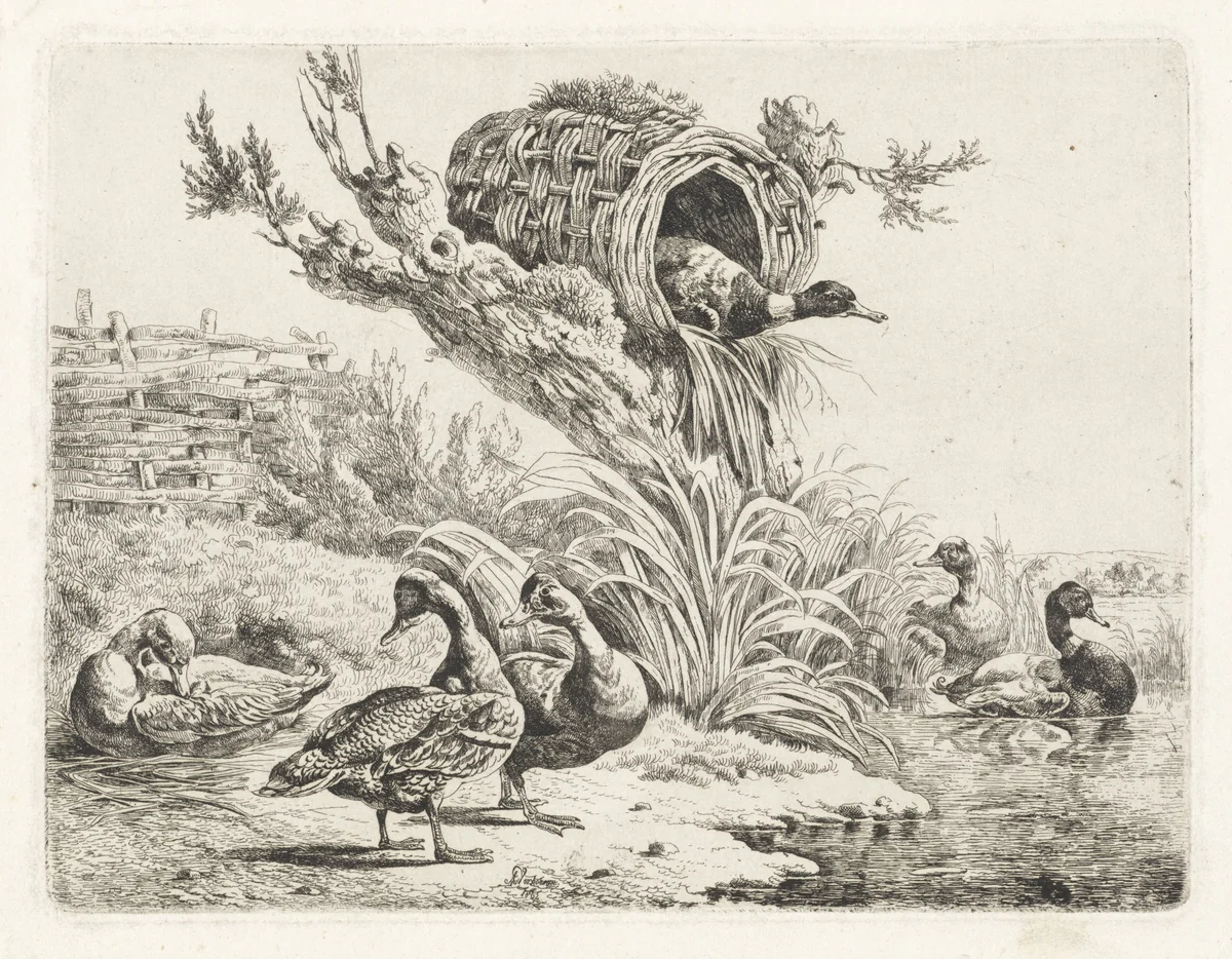 Eenden aan een waterkant by Albertus Verhoesen, print, 1816-1881