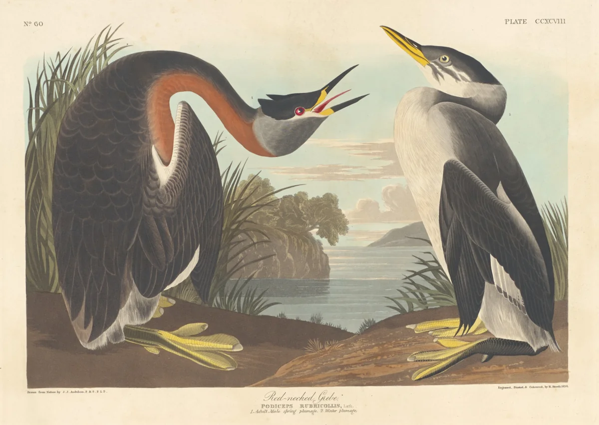 Red-necked Grebe by Robert Havell, Jr.; John James Audubon, print, 1836