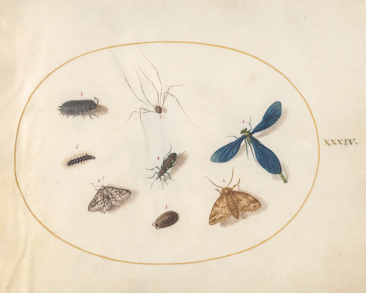 Plate 34: Two Moths with a Spider, a Caterpillar, a Damselfly, and Other Insects by Joris Hoefnagel, drawing, 1570-1599