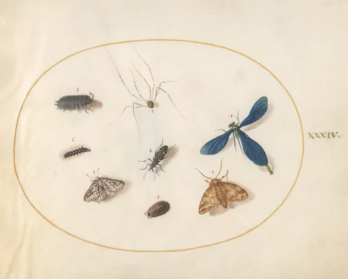 Plate 34: Two Moths with a Spider, a Caterpillar, a Damselfly, and Other Insects by Joris Hoefnagel, drawing, 1570-1599