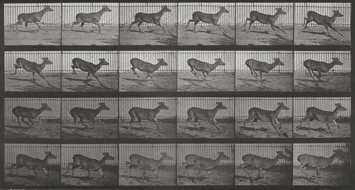 Plate Number 683. Virginia deer, buck, galloping by Eadweard Muybridge, photograph, 1887
