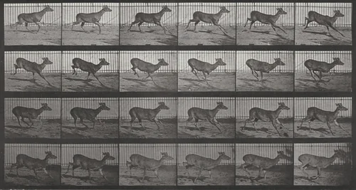 Plate Number 683. Virginia deer, buck, galloping by Eadweard Muybridge, photograph, 1887