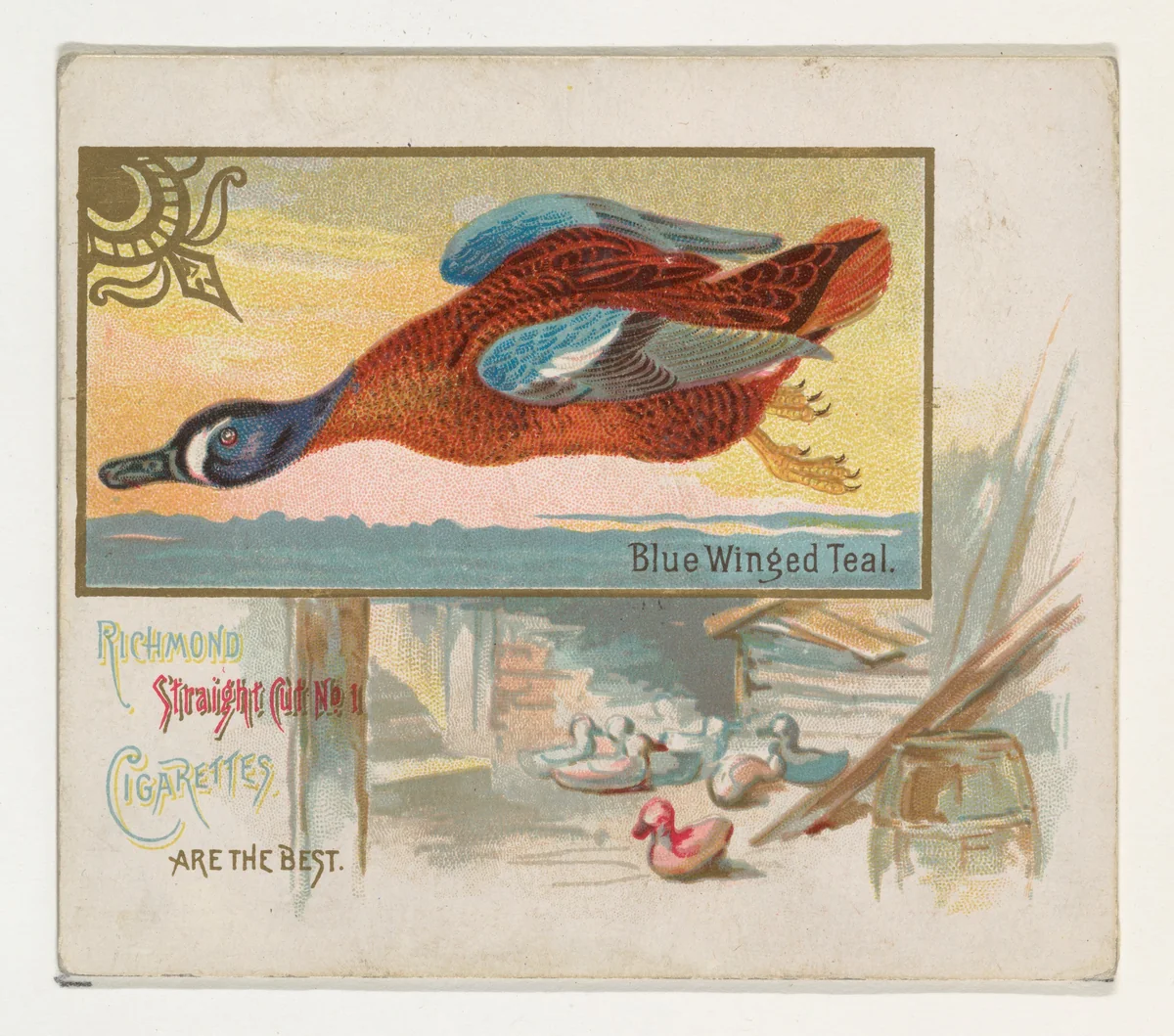 Blue Winged Teal, from the Game Birds series (N40) for Allen & Ginter Cigarettes by Allen & Ginter, print, 1888-1890