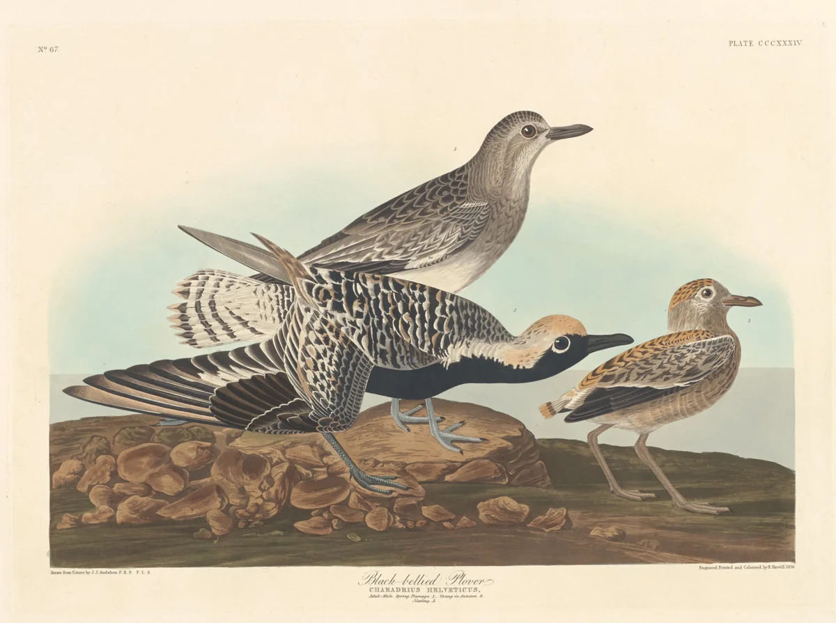 Black-bellied Plover by Robert Havell, Jr.; John James Audubon, print, 1836