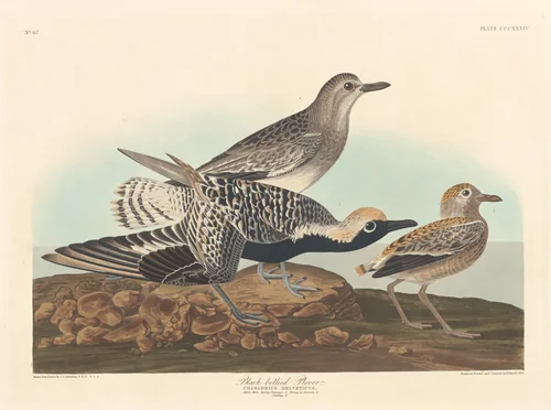 Black-bellied Plover by Robert Havell, Jr.; John James Audubon, print, 1836