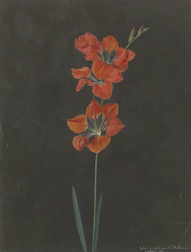 Lelie by F. L. Hoffmann, drawing, 1775