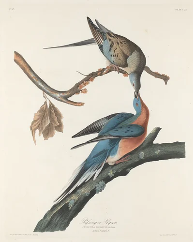 Passenger Pigeon by Robert Havell, Jr.; John James Audubon, print, 1829