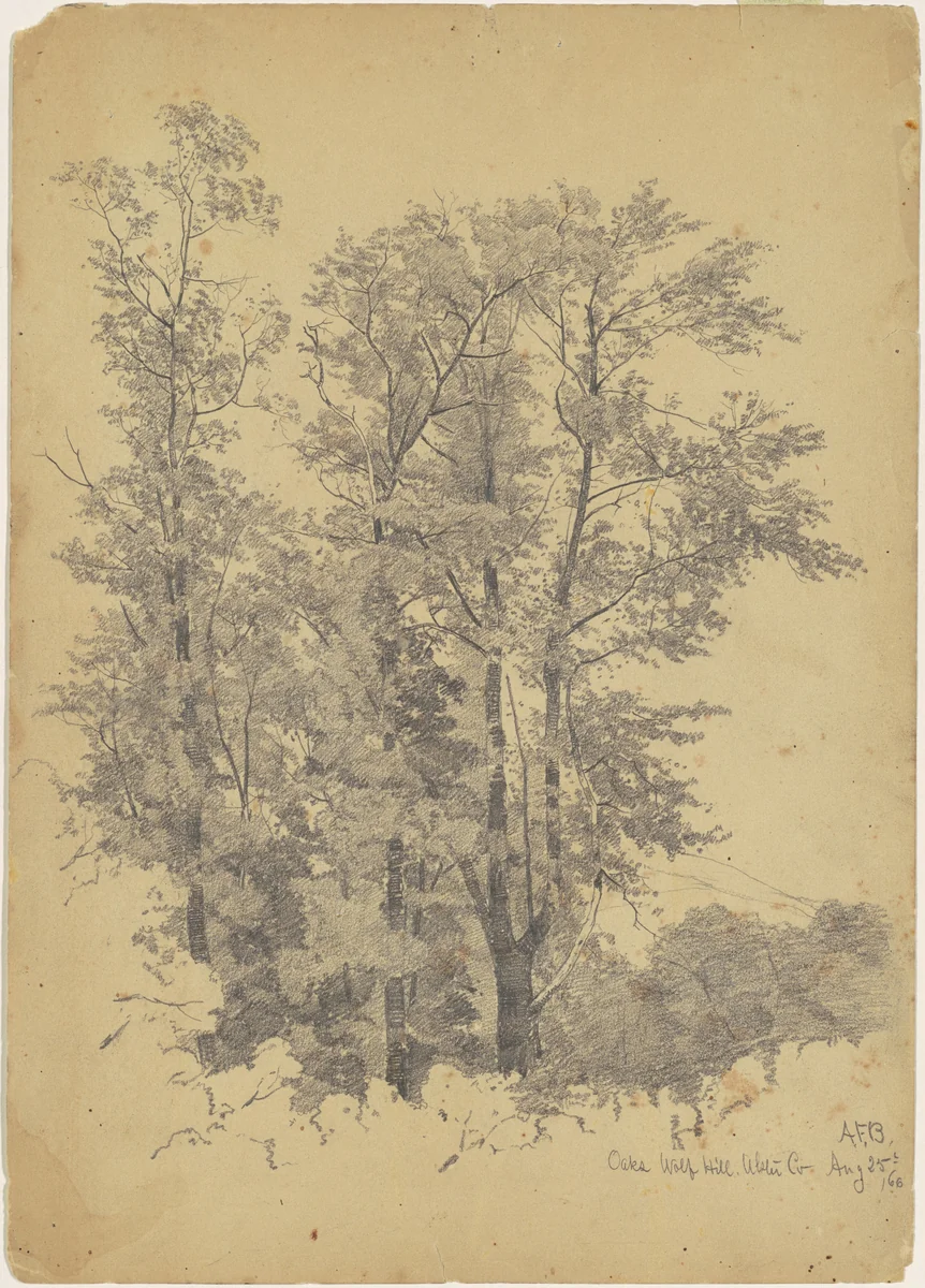 Oaks, Wolf Hill, Ulster County by Andrew Fisher Bunner, drawing, 1866