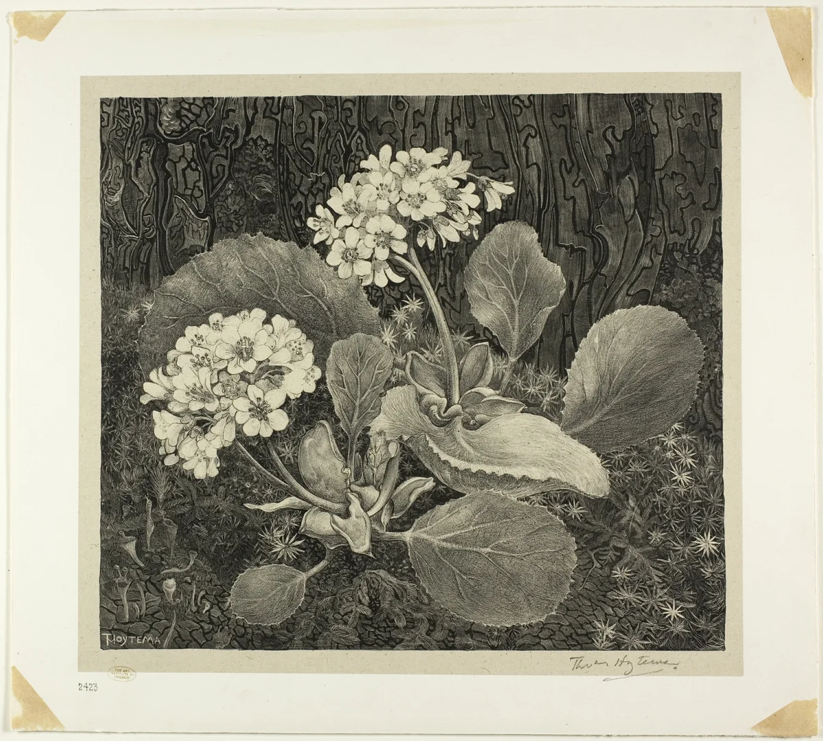 Little Plant in Moss, plate one from Flower Studies by Theodoor van Hoytema, print, 1898