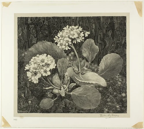 Little Plant in Moss, plate one from Flower Studies by Theodoor van Hoytema, print, 1898