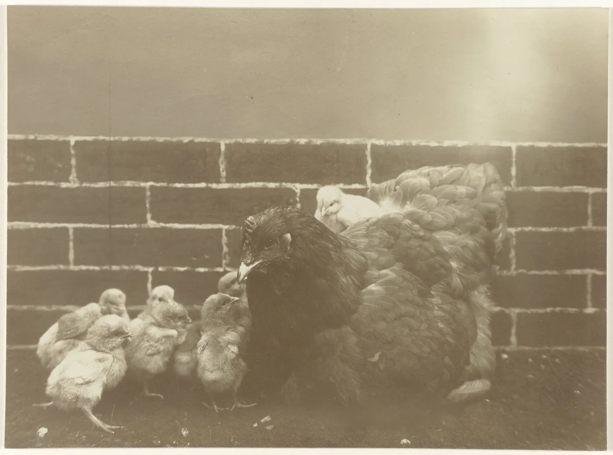 Kip met kuikens by Richard Tepe, photograph, 1900-1940
