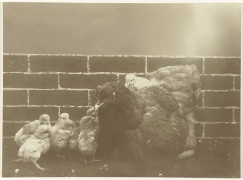 Kip met kuikens by Richard Tepe, photograph, 1900-1940
