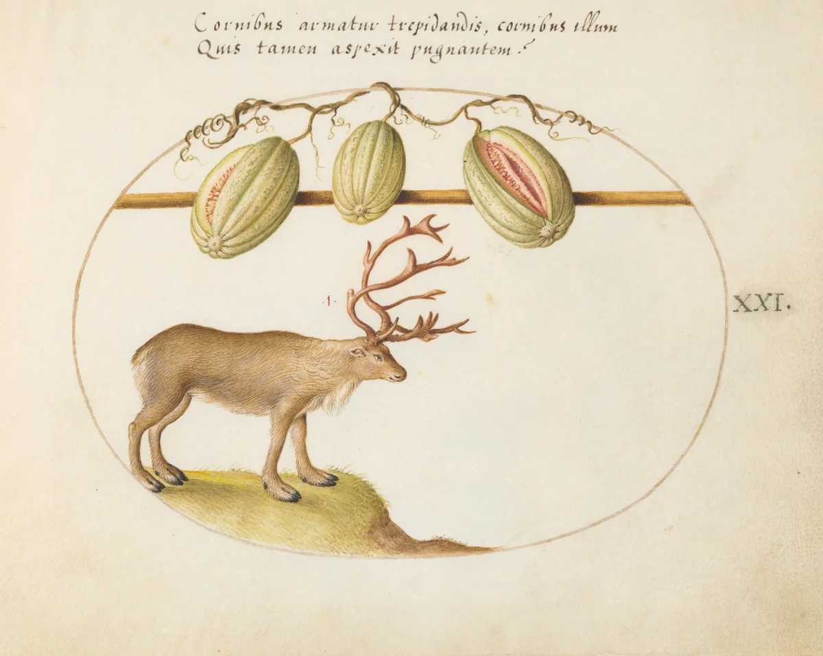 Plate 21: Reindeer with Melons by Joris Hoefnagel, drawing, 1570-1599
