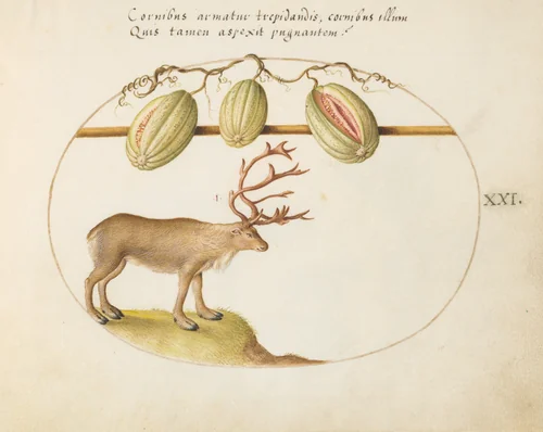 Plate 21: Reindeer with Melons by Joris Hoefnagel, drawing, 1570-1599