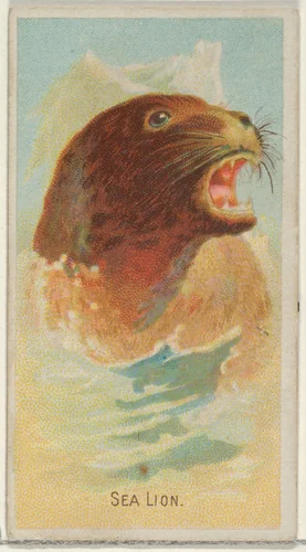 Sea Lion, from the Wild Animals of the World series (N25) for Allen & Ginter Cigarettes by Allen & Ginter, print, 1888