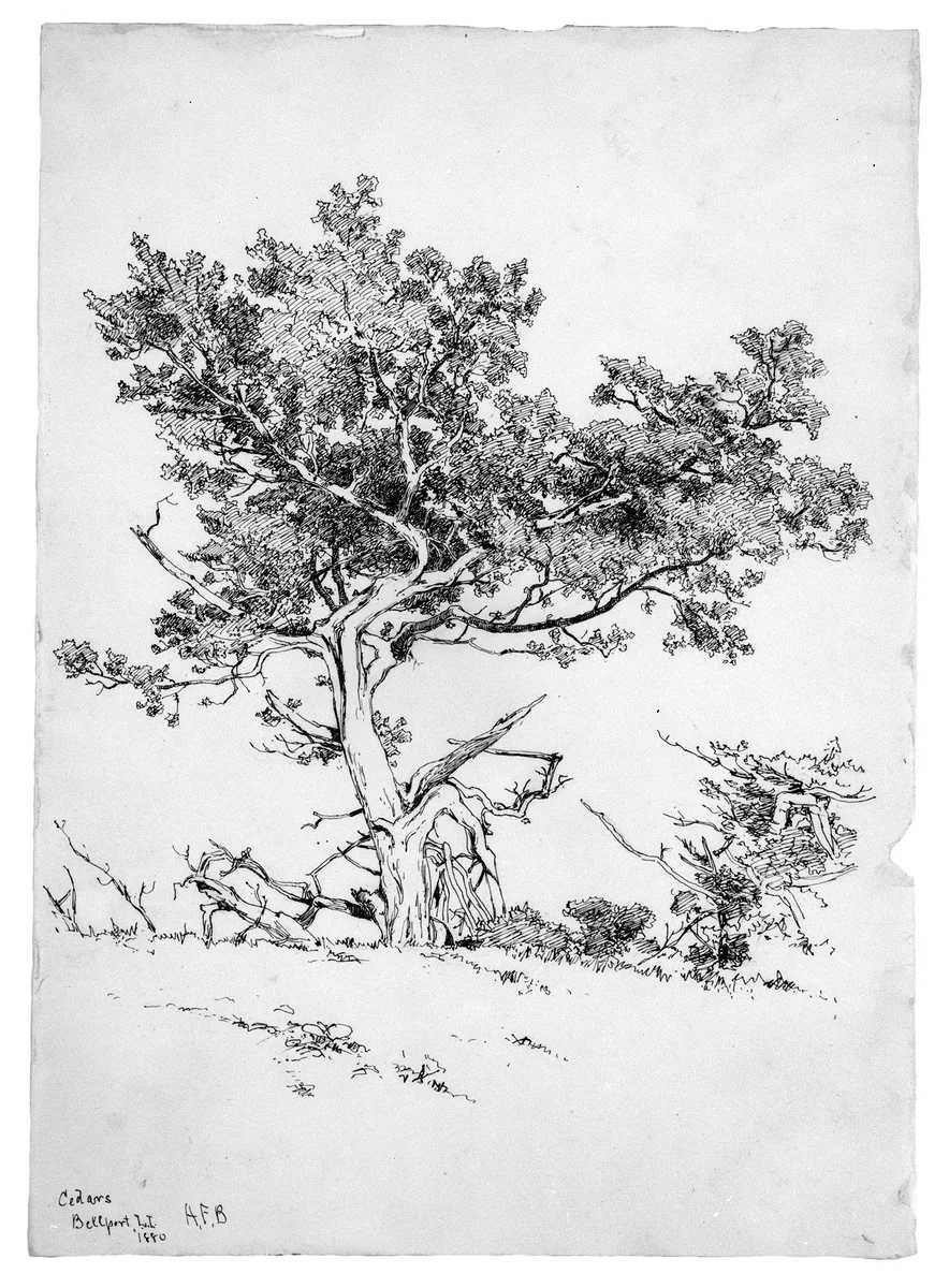 Cedars, Bellport, Long Island by Andrew Fisher Bunner, artwork, 1880