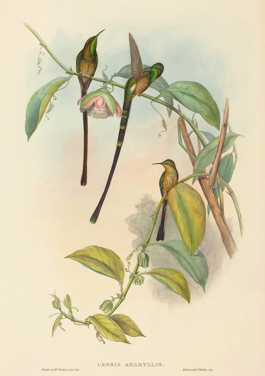 Lesbia Amaryllis by John Gould, print, 1804-1881