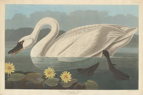Common American Swan by Robert Havell, Jr.; John James Audubon, print, 1838