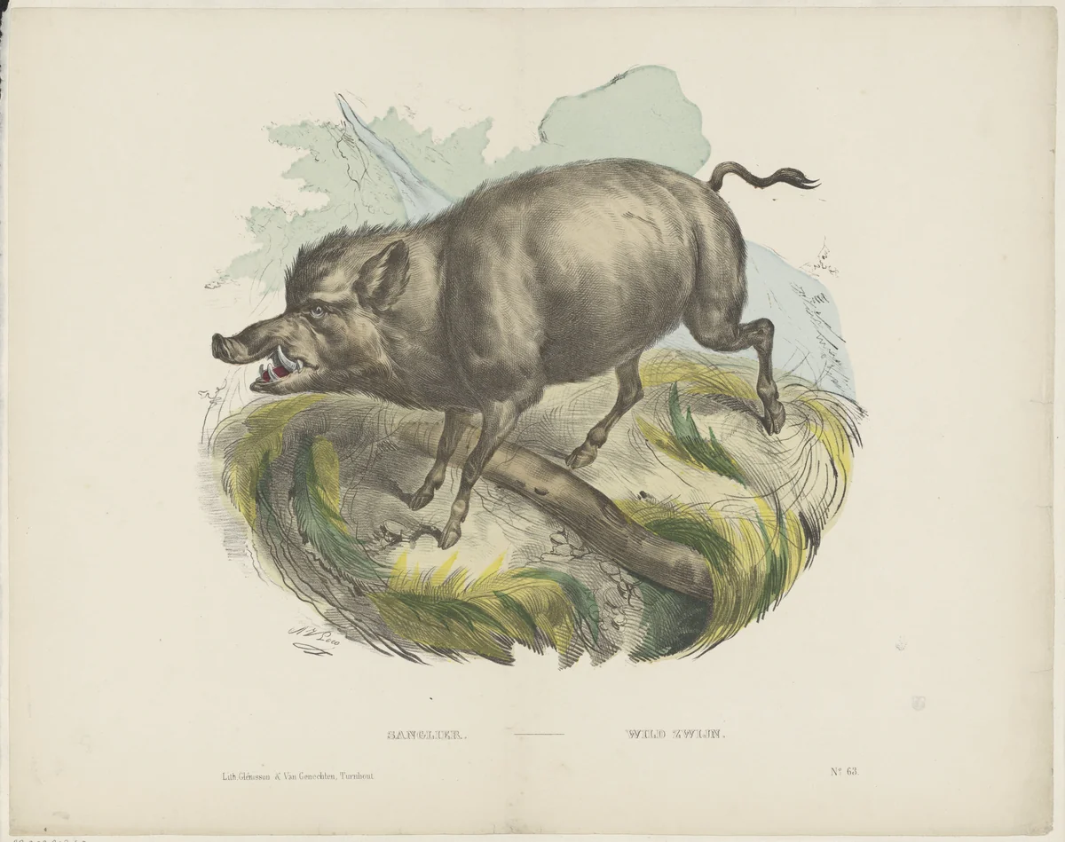 Sanglier / Wild zwijn by Unknown, print, 1833-1856