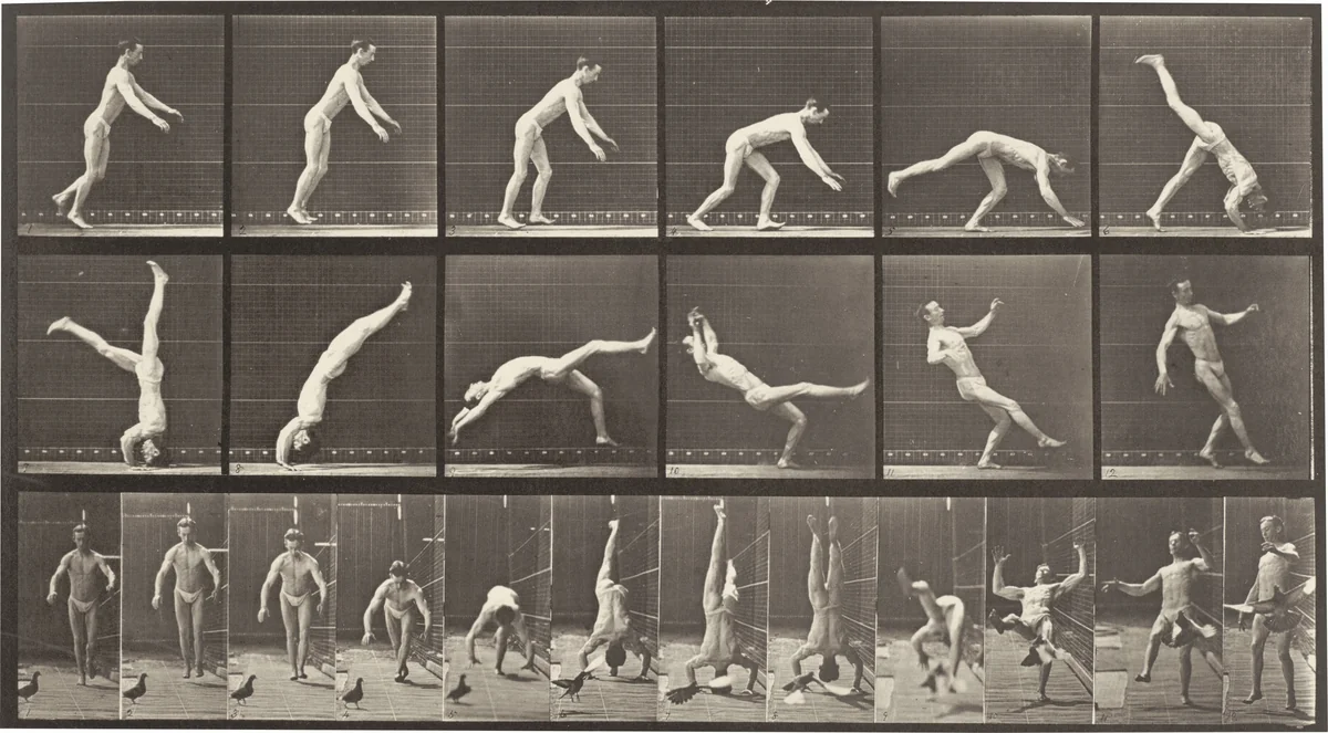 Plate Number 365. Head-spring, a flying pigeon interfering by Eadweard Muybridge, photograph, 1887