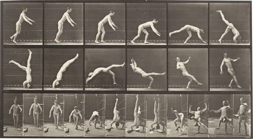 Plate Number 365. Head-spring, a flying pigeon interfering by Eadweard Muybridge, photograph, 1887