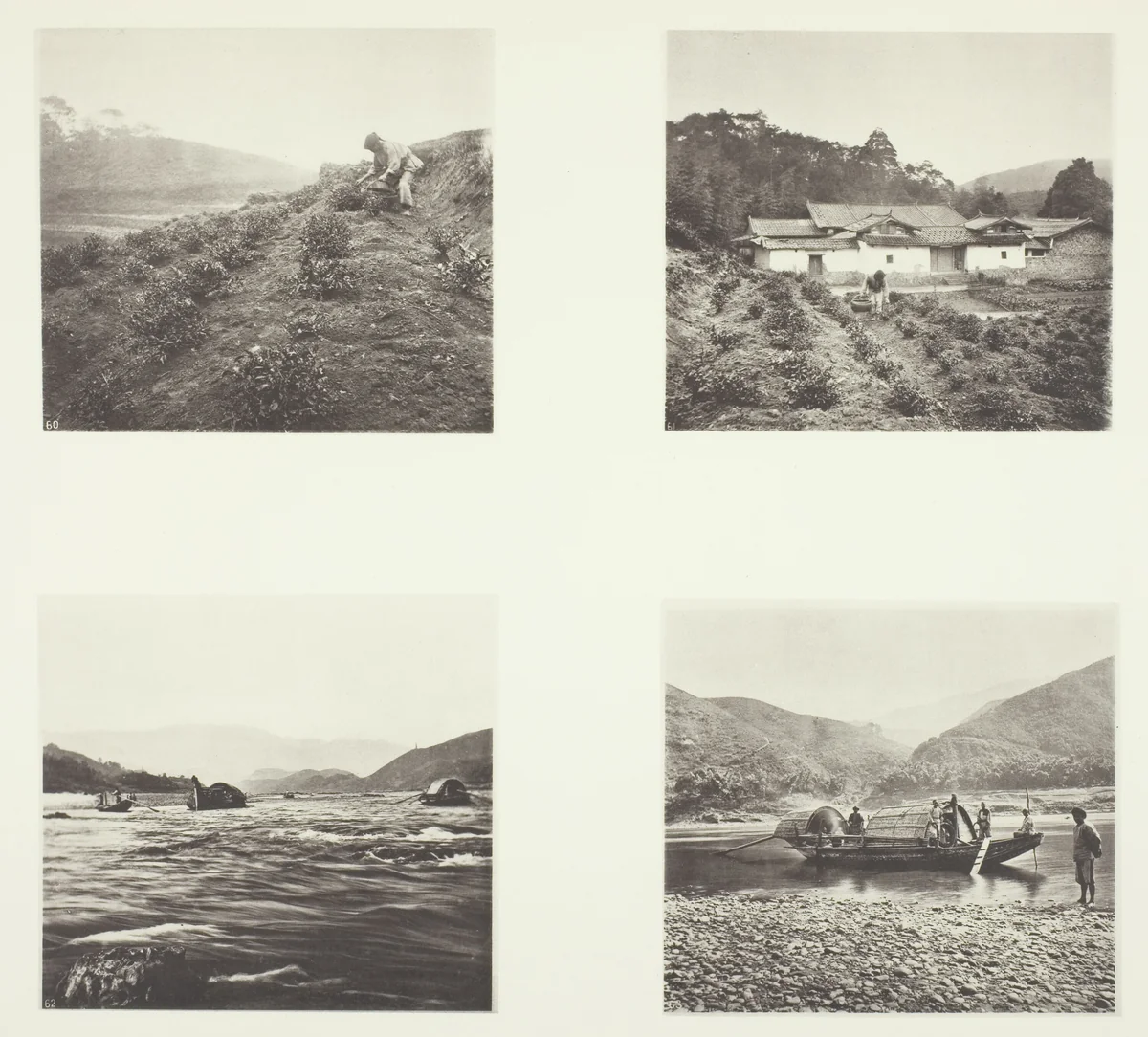 The Tea Plant; The Tea Plant; Yenping Rapids; A Small Rapid Boat by John Thomson, photograph, 1863-1873