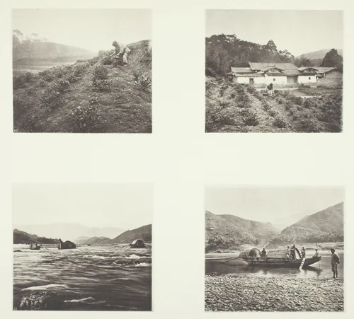 The Tea Plant; The Tea Plant; Yenping Rapids; A Small Rapid Boat by John Thomson, photograph, 1863-1873