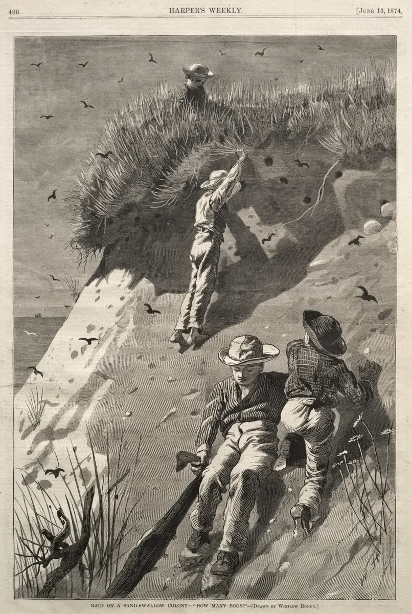 Raid on a Sand-Swallow Colony - "How Many Eggs?" by Winslow Homer, print, 1874
