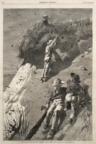 Raid on a Sand-Swallow Colony - "How Many Eggs?" by Winslow Homer, print, 1874