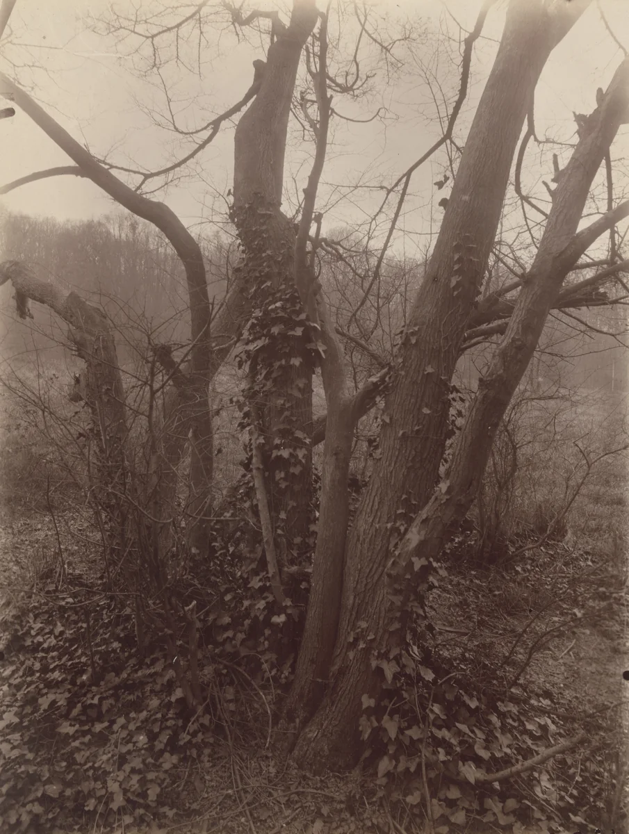 Saint-Cloud by Eugène Atget, photograph, 1926