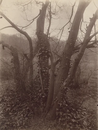 Saint-Cloud by Eugène Atget, photograph, 1926