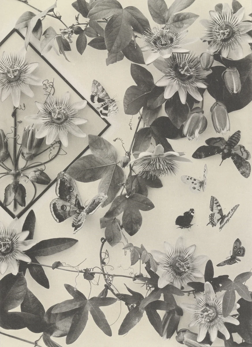 Page from Festons und Dekorative Gruppen by Unidentified Photographer, photograph, 1893