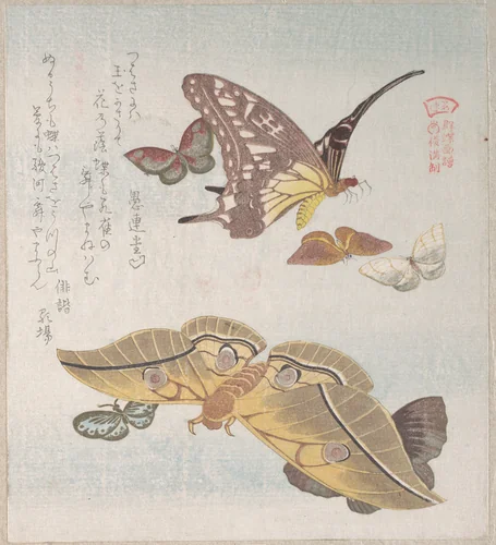 Various Moths and Butterflies by Kubo Shunman (窪俊満), print, 1800-1899
