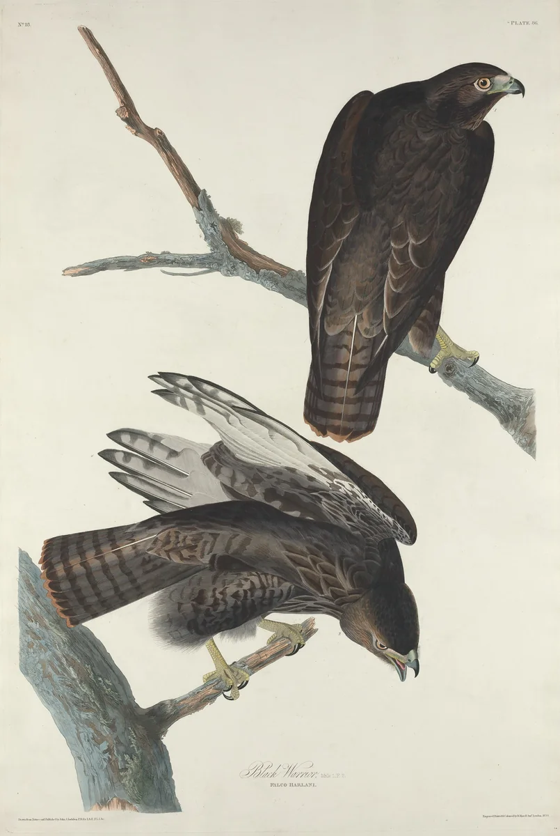 Black Warrior by Robert Havell, Jr.; John James Audubon, print, 1830
