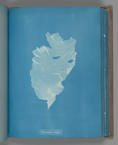 Kalymenia dubyi by Anna Atkins, photograph, 1851-1855