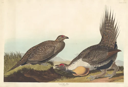 Cock of the Plains by Robert Havell, Jr.; John James Audubon, print, 1837