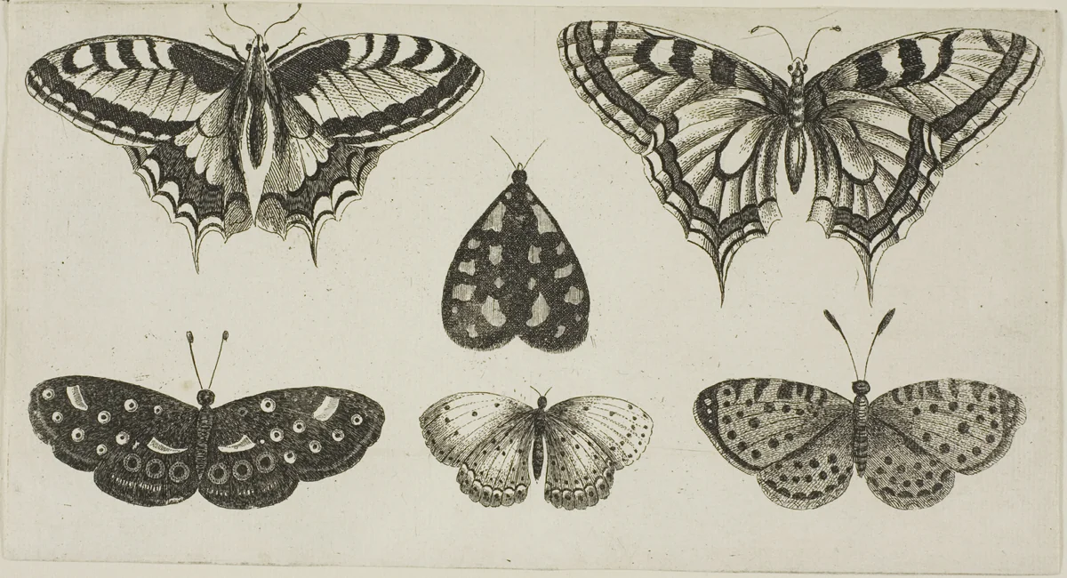 Five Butterflies and a Moth, from Diversae Insectorum...Figurae by Wenceslaus Hollar, print, 1644-1652