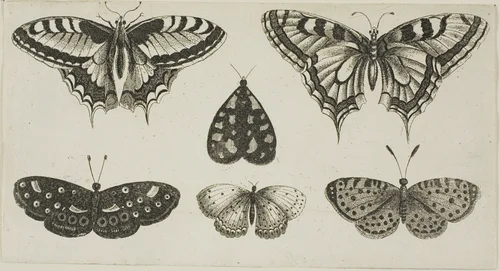Five Butterflies and a Moth, from Diversae Insectorum...Figurae by Wenceslaus Hollar, print, 1644-1652