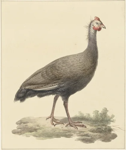 Helmparelhoen by Pieter Pietersz. Barbiers, drawing, 1759-1842
