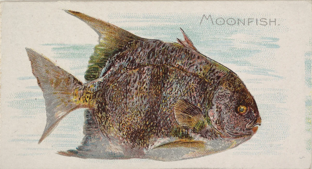 Moonfish, from the Fish from American Waters series (N8) for Allen & Ginter Cigarettes Brands by Allen & Ginter, print, 1889