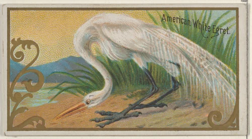 American White Egret, from the Game Birds series (N13) for Allen & Ginter Cigarettes Brands by Allen & Ginter, print, 1889