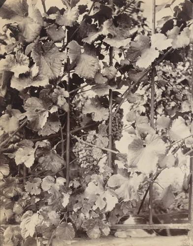 Vigne by Eugène Atget, photograph, 1900