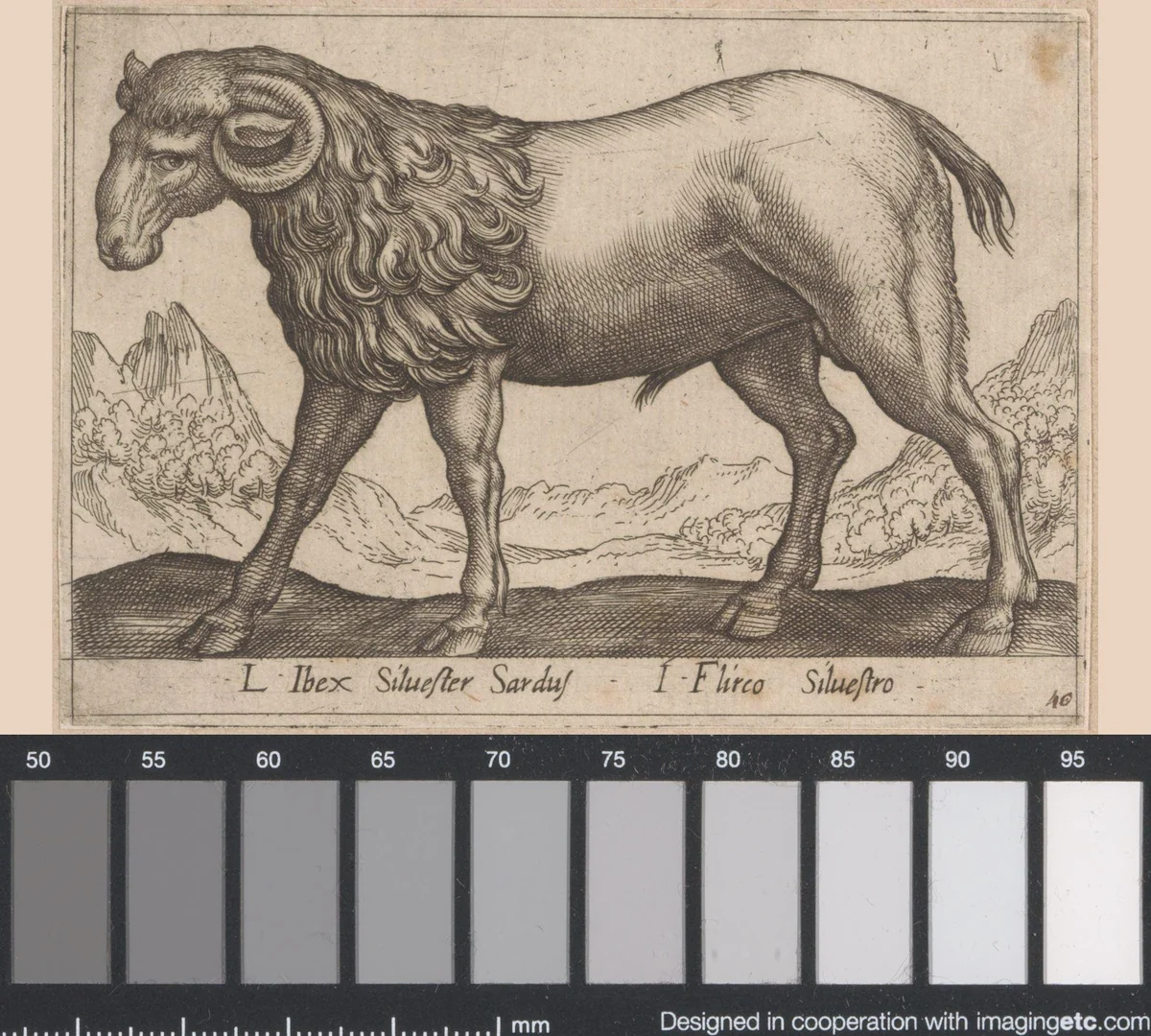 Ram by Antonio Tempesta, print, 1565-1630