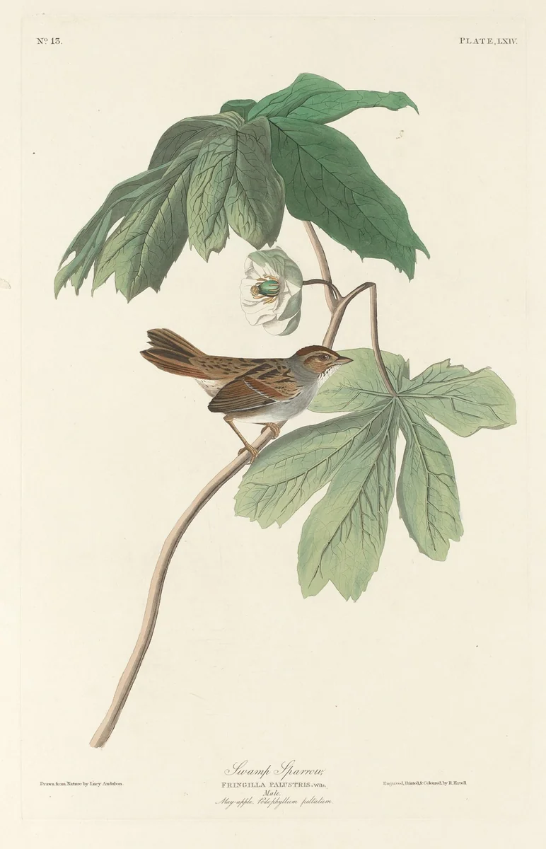Swamp Sparrow by Robert Havell, Jr.; John James Audubon, print, 1829