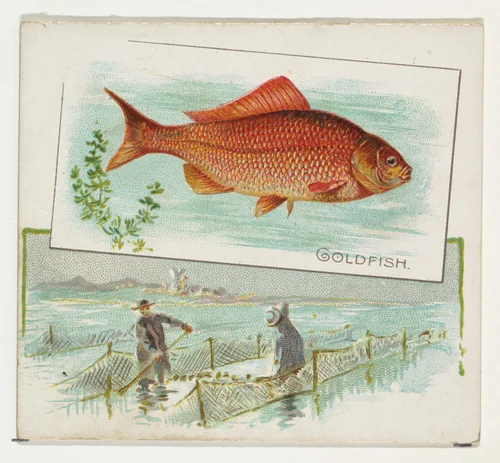 Goldfish, from Fish from American Waters series (N39) for Allen & Ginter Cigarettes by Allen & Ginter, print, 1889