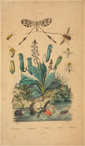 Insects and Flowers by French 19th Century, print, 1837
