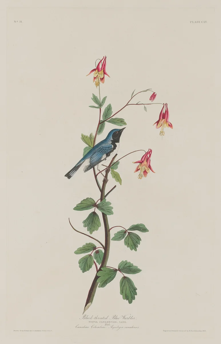 Black-throated Blue Warbler by Robert Havell, Jr.; John James Audubon, print, 1832