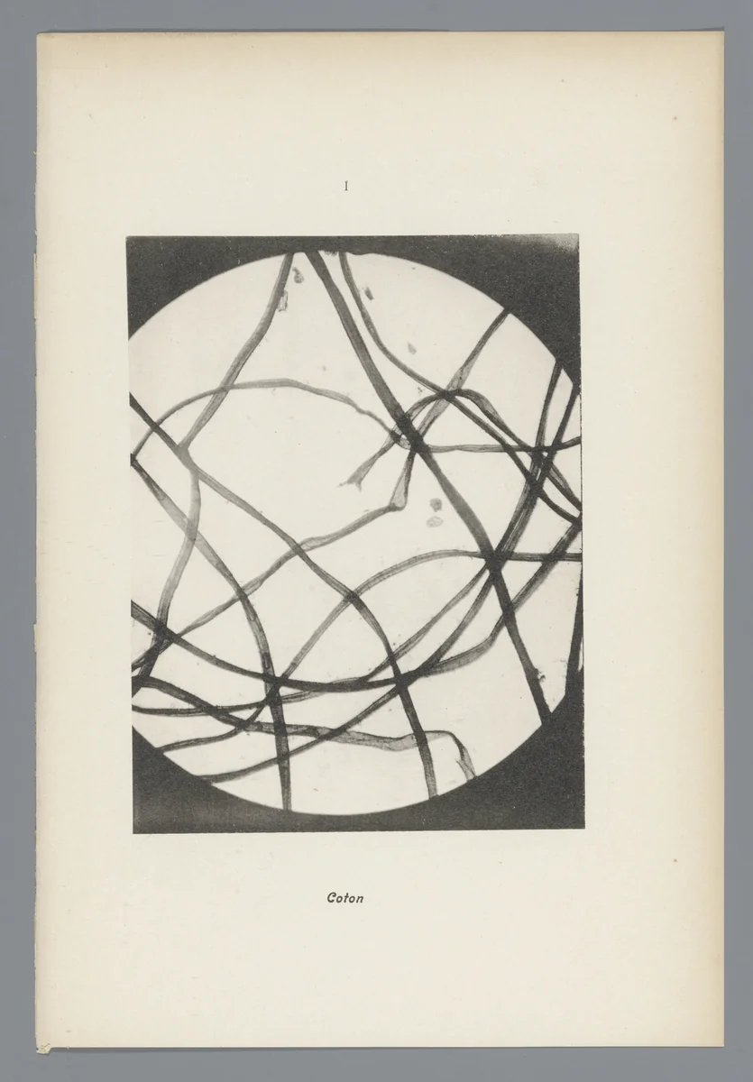 Microfoto’s van papiervezels by anonymous, photograph, 1900