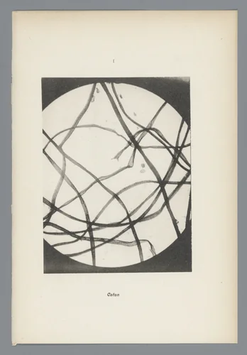 Microfoto’s van papiervezels by anonymous, photograph, 1900