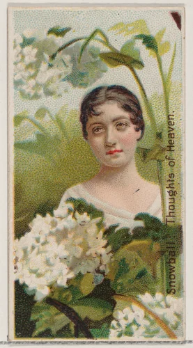 Snowball: Thoughts of Heaven, from the series Floral Beauties and Language of Flowers (N75) for Duke brand cigarettes by American Tobacco Company, print, 1892